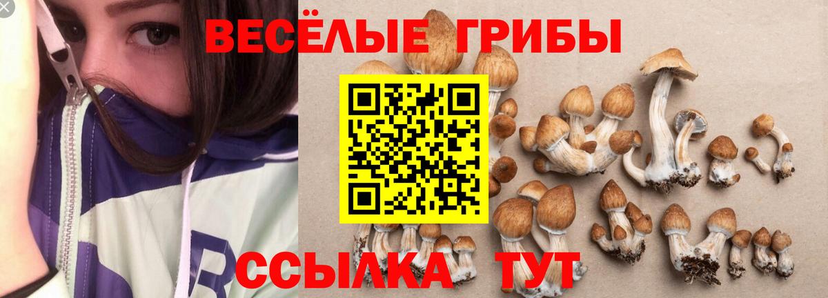 Кириши  Псилоцибиновые грибы ЛСД  Вход с VPN  Галлюциногенные грибы прущие грибы 